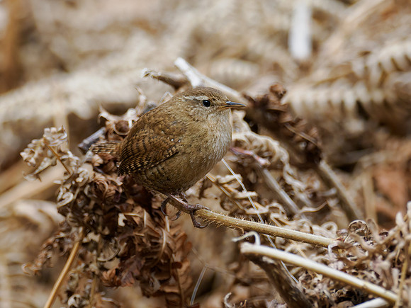 Wren (Troglodytes troglodytes)