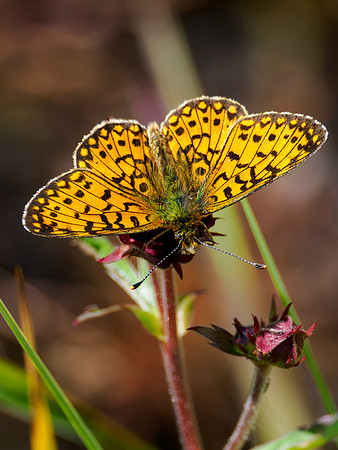 Small Pearl-Bordered Fritillary (Boloria selene)