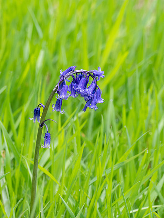 Bluebells (Hyacinthoides non-scripta)