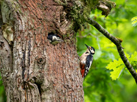 Great Spotted Woodpecker Nest