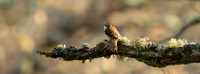 Birdscape