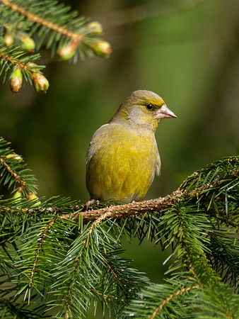 Greenfinch
