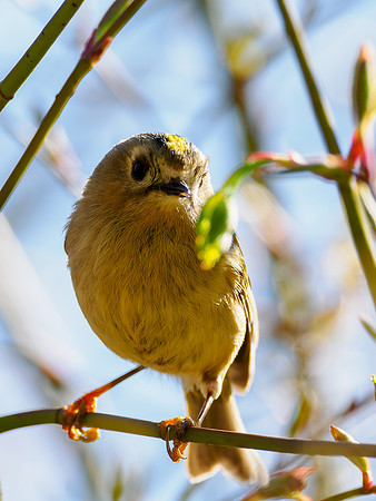 Goldcrest (Regulus regulus)