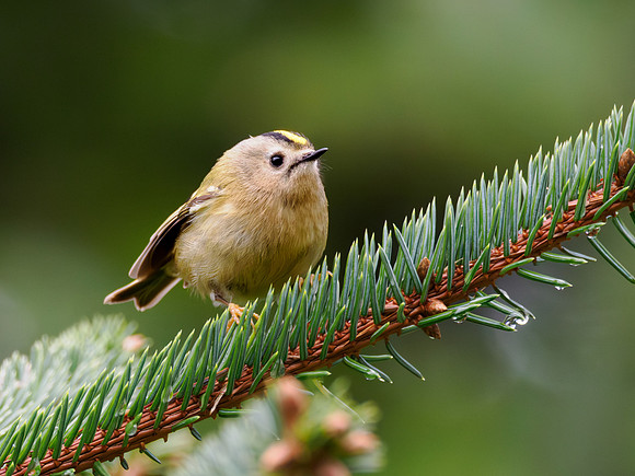 Goldcrest (Regulus regulus)