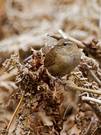 Wren (Troglodytes troglodytes)