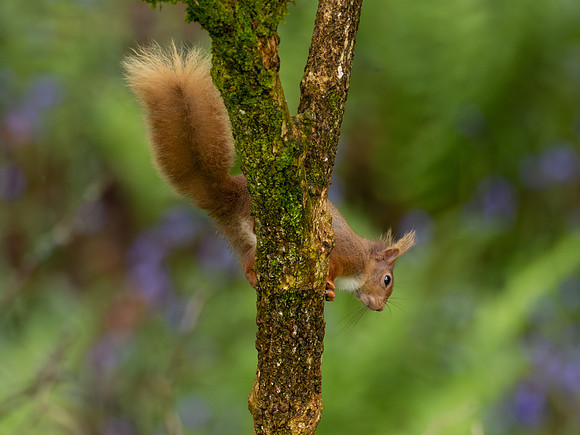 Red Squirrel 1