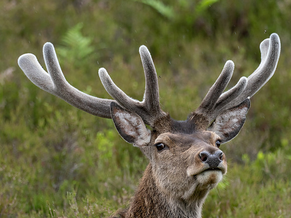Portrait of a Stag in Velvet