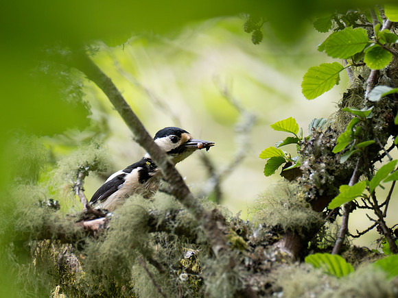 Great Spotted Woodpecker