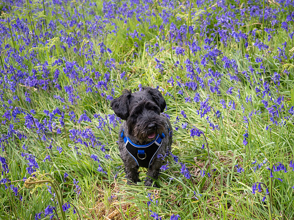 Archie Among the Bluebells