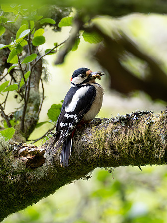 Great Spotted Woodpecker