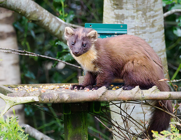 Pine Marten (Martes martes)
