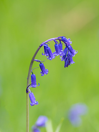 Bluebells (Hyacinthoides non-scripta)