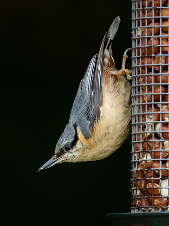 Nuthatch on the Nuts