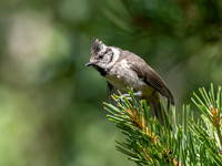 Crested Tit (Lophophanes cristatus)