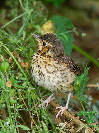 Very Young Song Thrush Fledgling