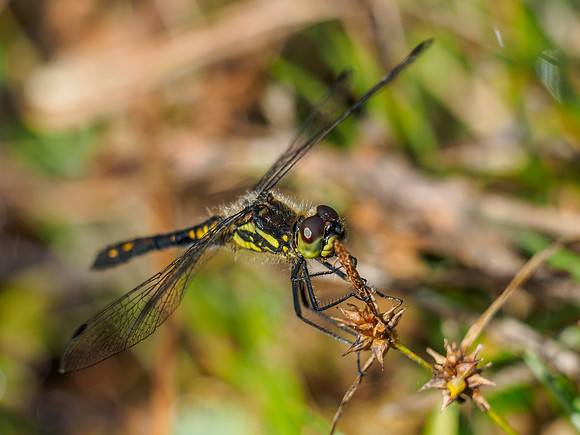 Black Darter