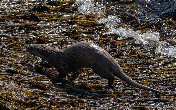 Orkney Otter