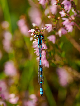 Male Common Blue Damselfly (Enallagma cyathigerum)