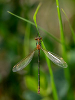 20230701-Damselflies-OM010639