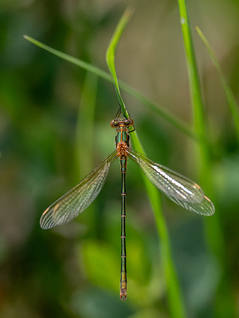 20230701-Damselflies-OM010639