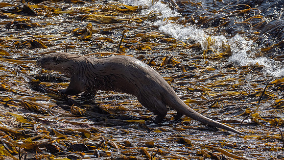 Orkney Otter