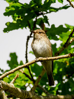 Spotted Flycatcher (Muscicapa striata)