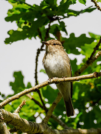 Spotted Flycatcher (Muscicapa striata)