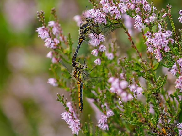 Black Darter