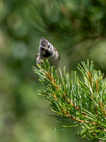 Crested Tit (Lophophanes cristatus)