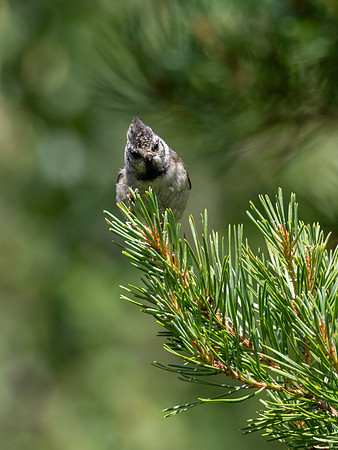 Crested Tit (Lophophanes cristatus)