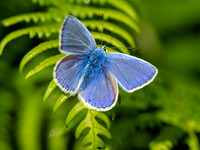Common Blue Butterfly (Polyommatus icarus)
