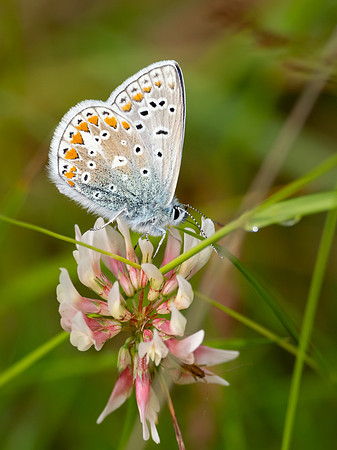 Common Blue Butterfly (Polyommatus icarus)