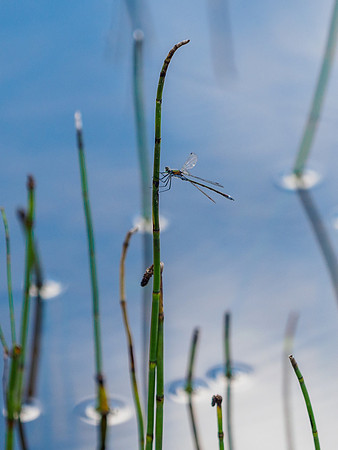 Common Blue Damselfly