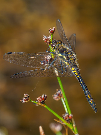 Female Black Darter