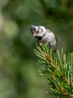 Crested Tit (Lophophanes cristatus)