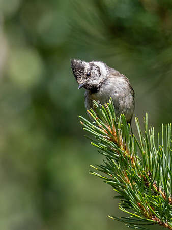 Crested Tit (Lophophanes cristatus)