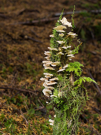 Autumnal Grotaig