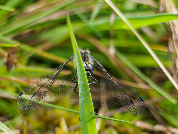 Black Darter