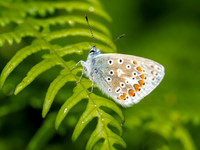 Common Blue Butterfly (Polyommatus icarus)