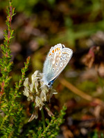 Common Blue Butterfly (Polyommatus icarus)
