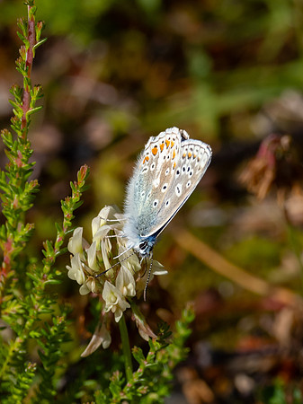 Common Blue Butterfly (Polyommatus icarus)