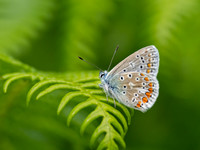 Common Blue Butterfly (Polyommatus icarus)