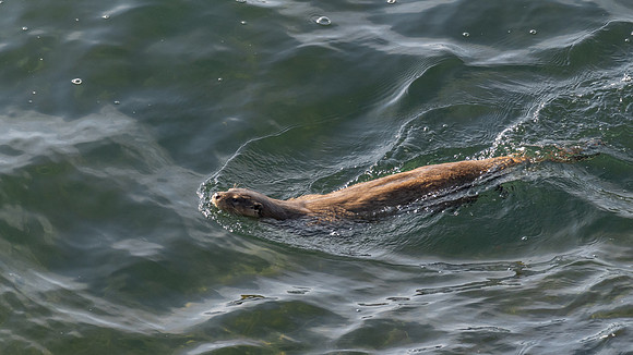 Orkney Otter