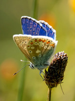 Common Blue Butterfly (Polyommatus icarus)