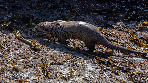 Orkney Otter