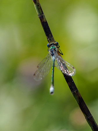 Common Blue Damselfly