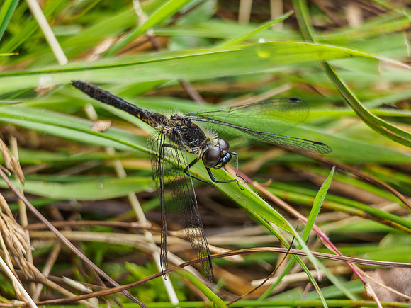Black Darter