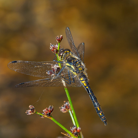 Black Darter