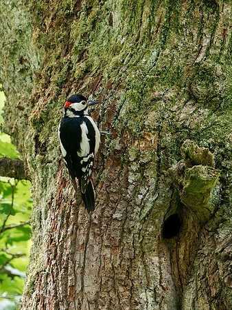 Great Spotted Woodpecker Nest