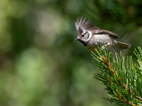 Crested Tit (Lophophanes cristatus)